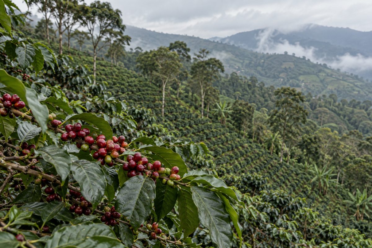 Cafetal en ladera con ramas cargadas de cerezas de café rojas en primer plano